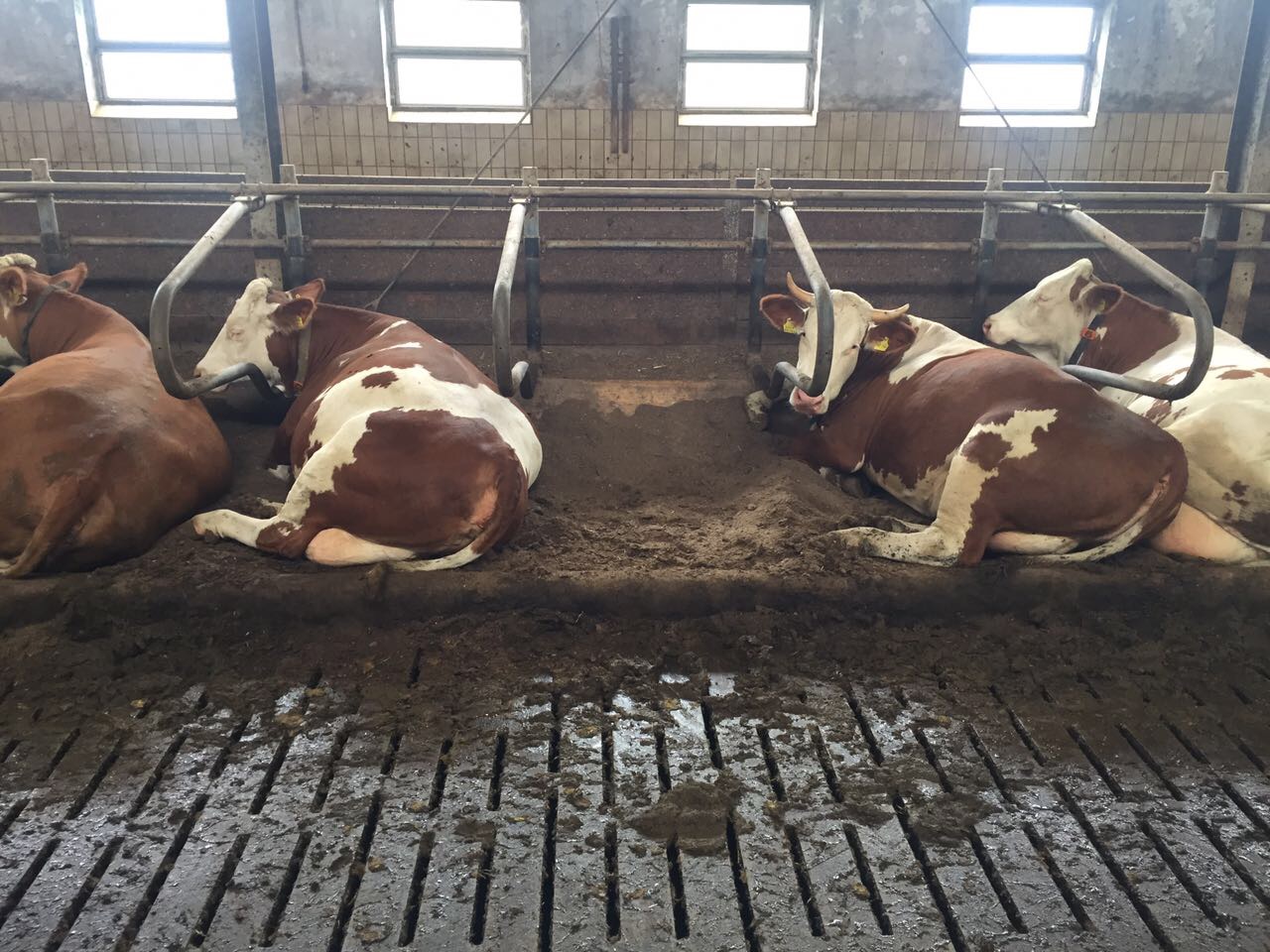 Separation für Einstreu