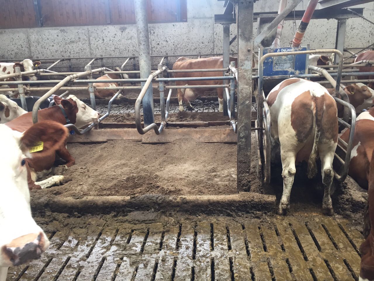 Separierte Gülle einstreuen